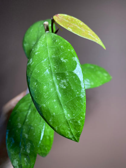 Hoya RHM 14-1