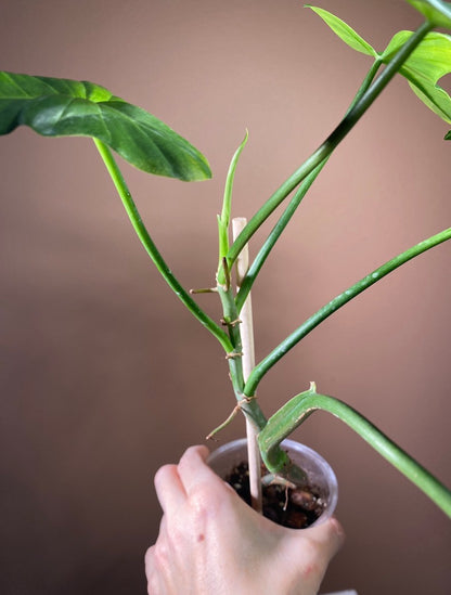 Philodendron Glaucous