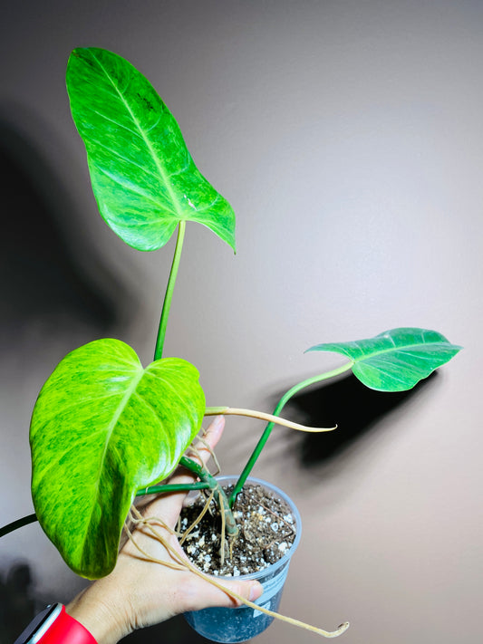 Philodendron Goldiana