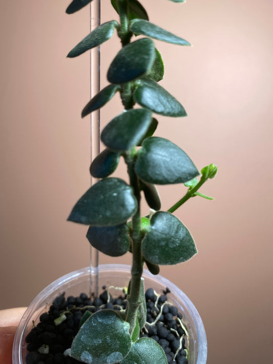 Hoya Chinghungensis
