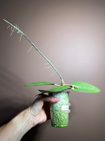 Hoya Silver Dollar