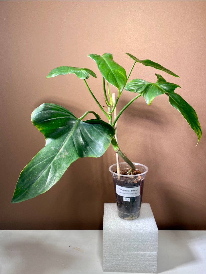 Philodendron Glaucous