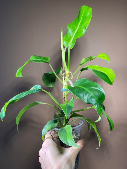 Philodendron Thai Sunrise