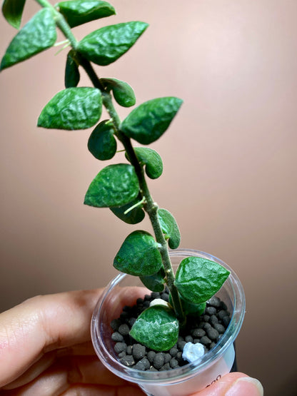 Hoya Chinghungensis