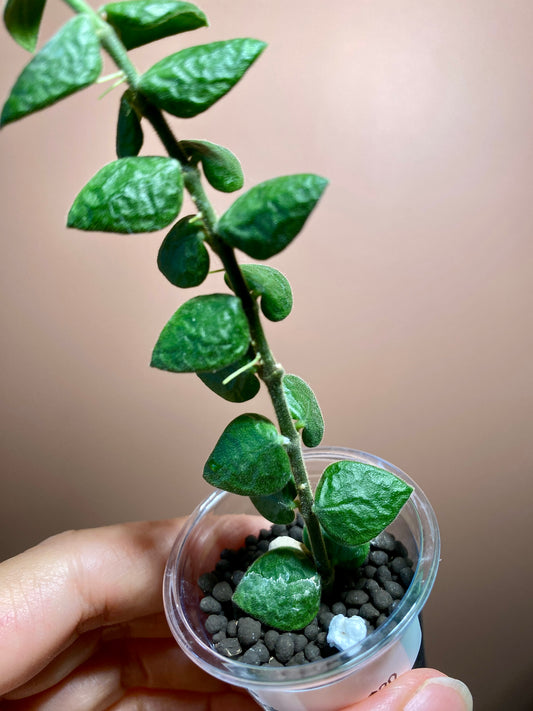 Hoya Chinghungensis