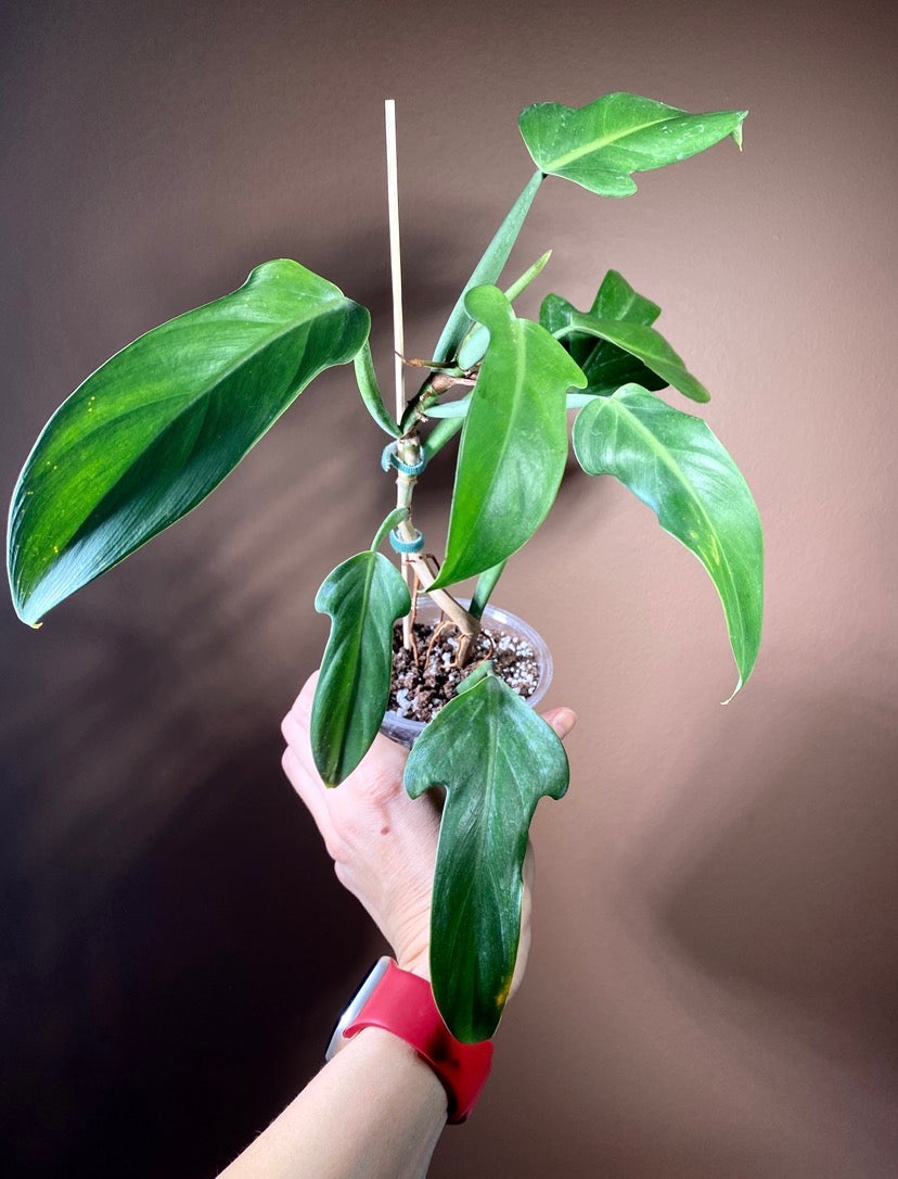 Philodendron Panduriforme
