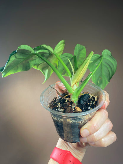 Philodendron Green Congo X Plowmanii (Green Stem)