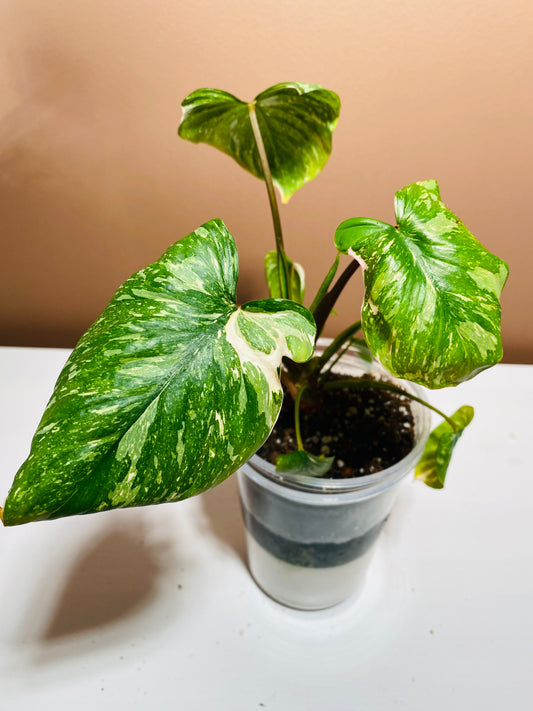 Homalomena Rubescens Stardust Variegated