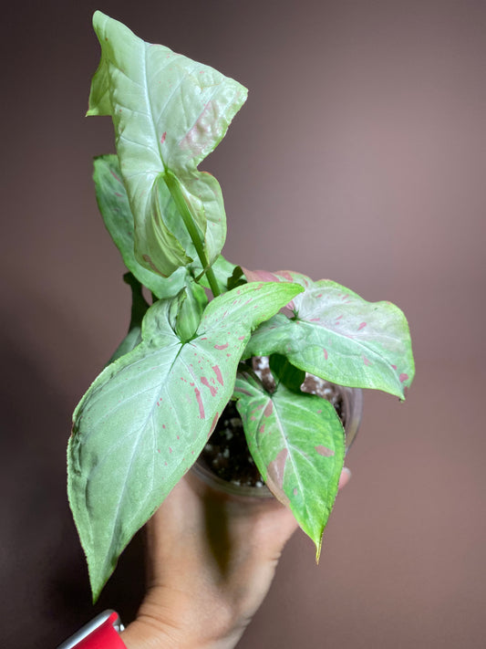 Syngonium Pink Salmon