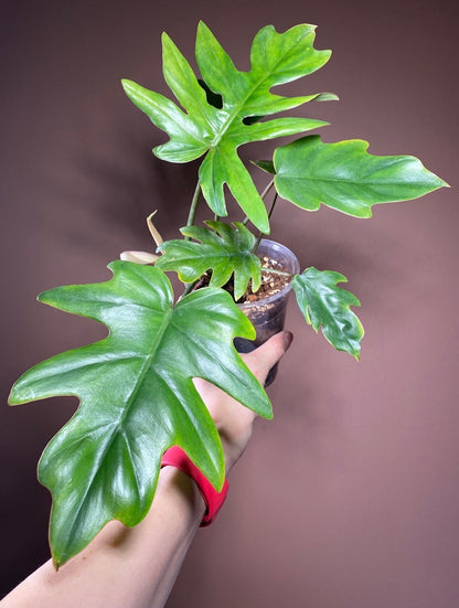Philodendron Mayoi