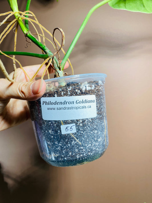 Philodendron Goldiana