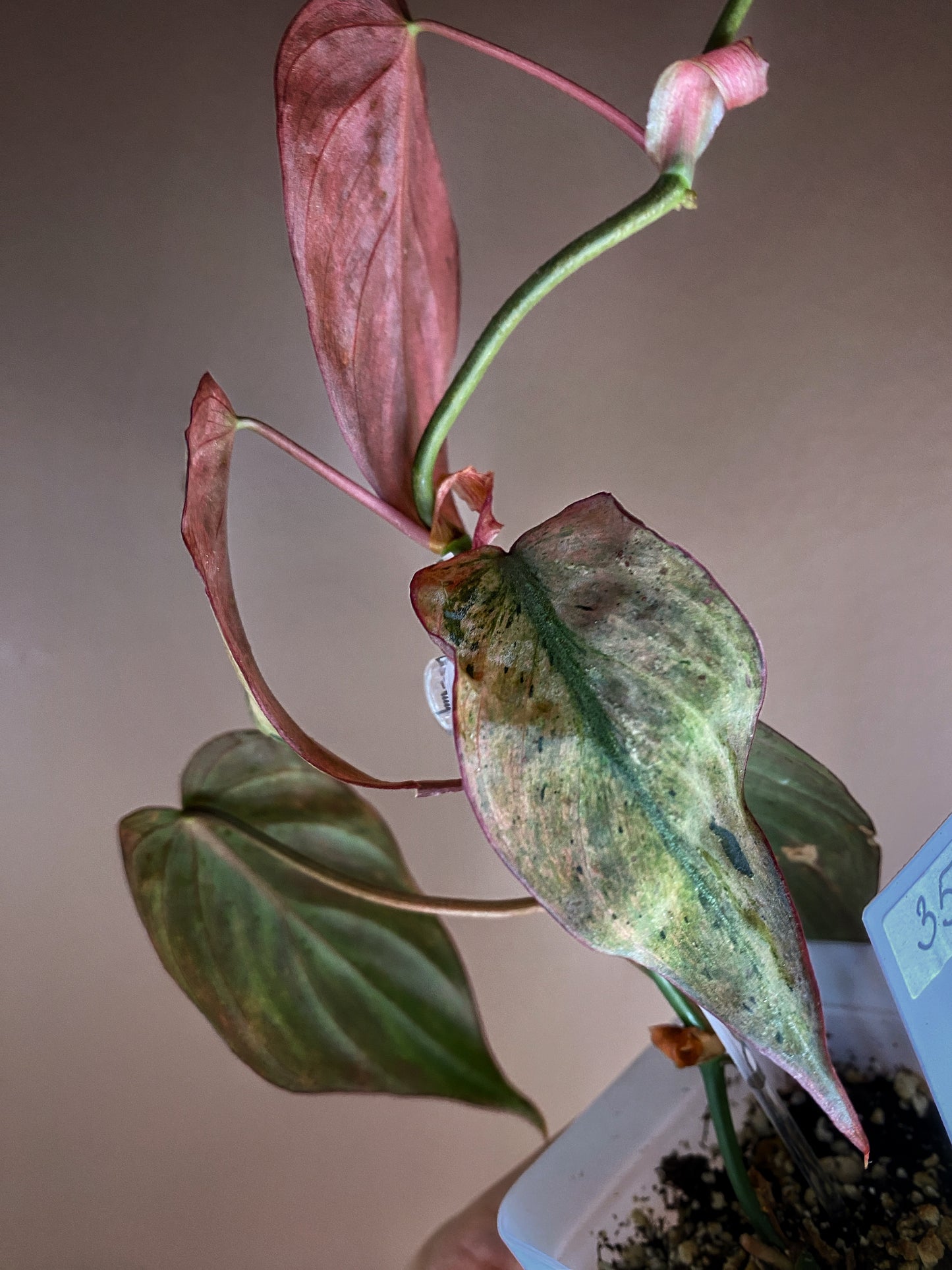 Philodendron Micans Mint Variegated