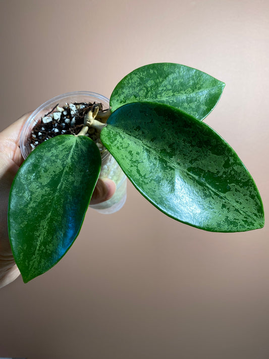 Hoya Rime Splash