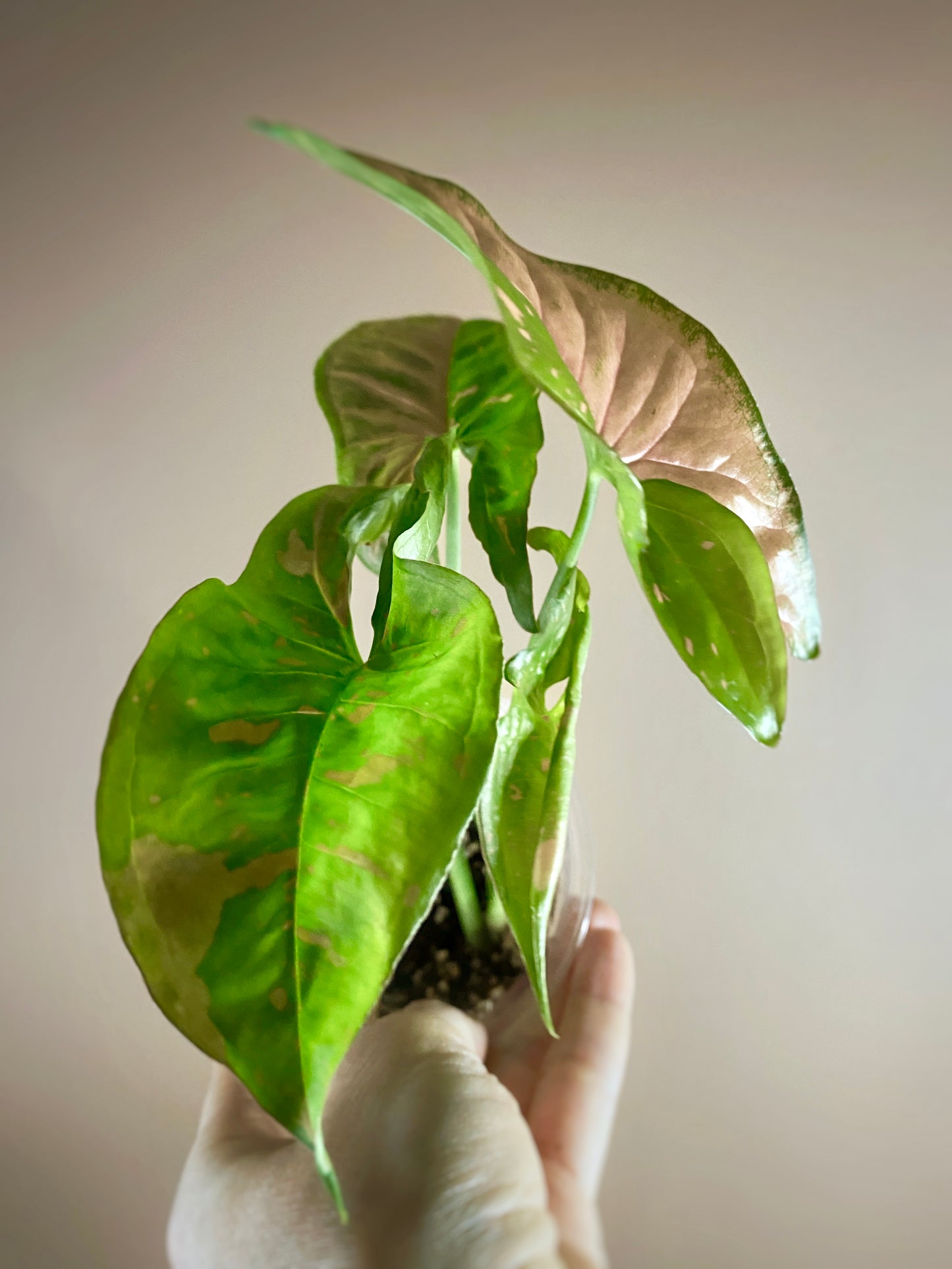 Syngonium Pink Splash Allusion