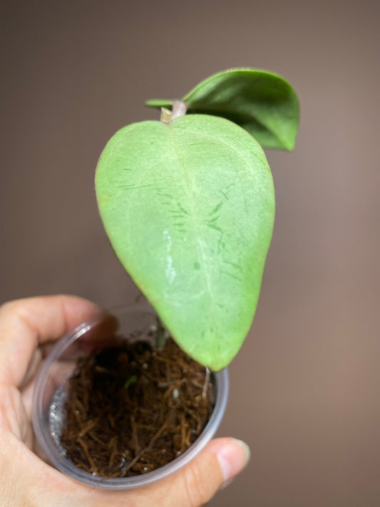Hoya Silver Dollar