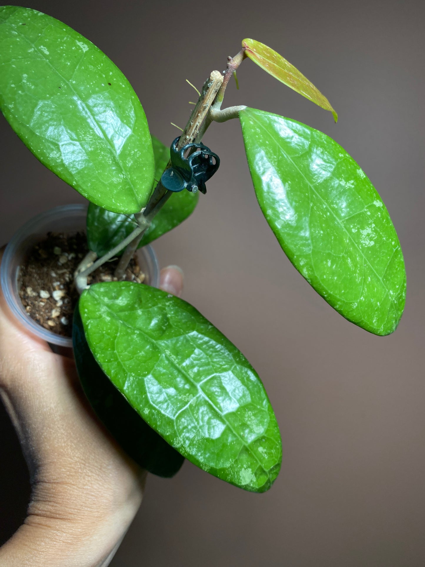 Hoya RHM 14-1