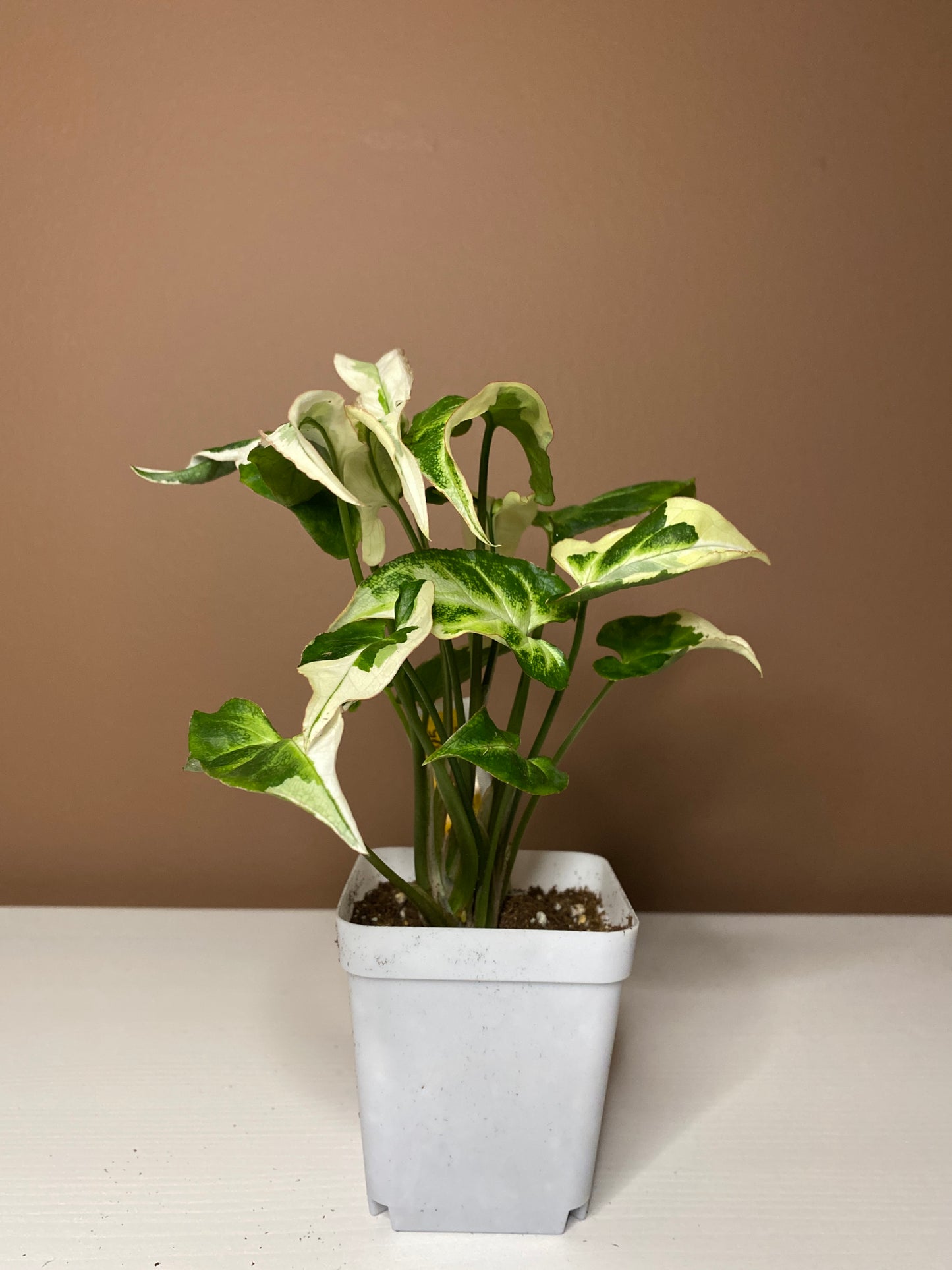 Syngonium T25