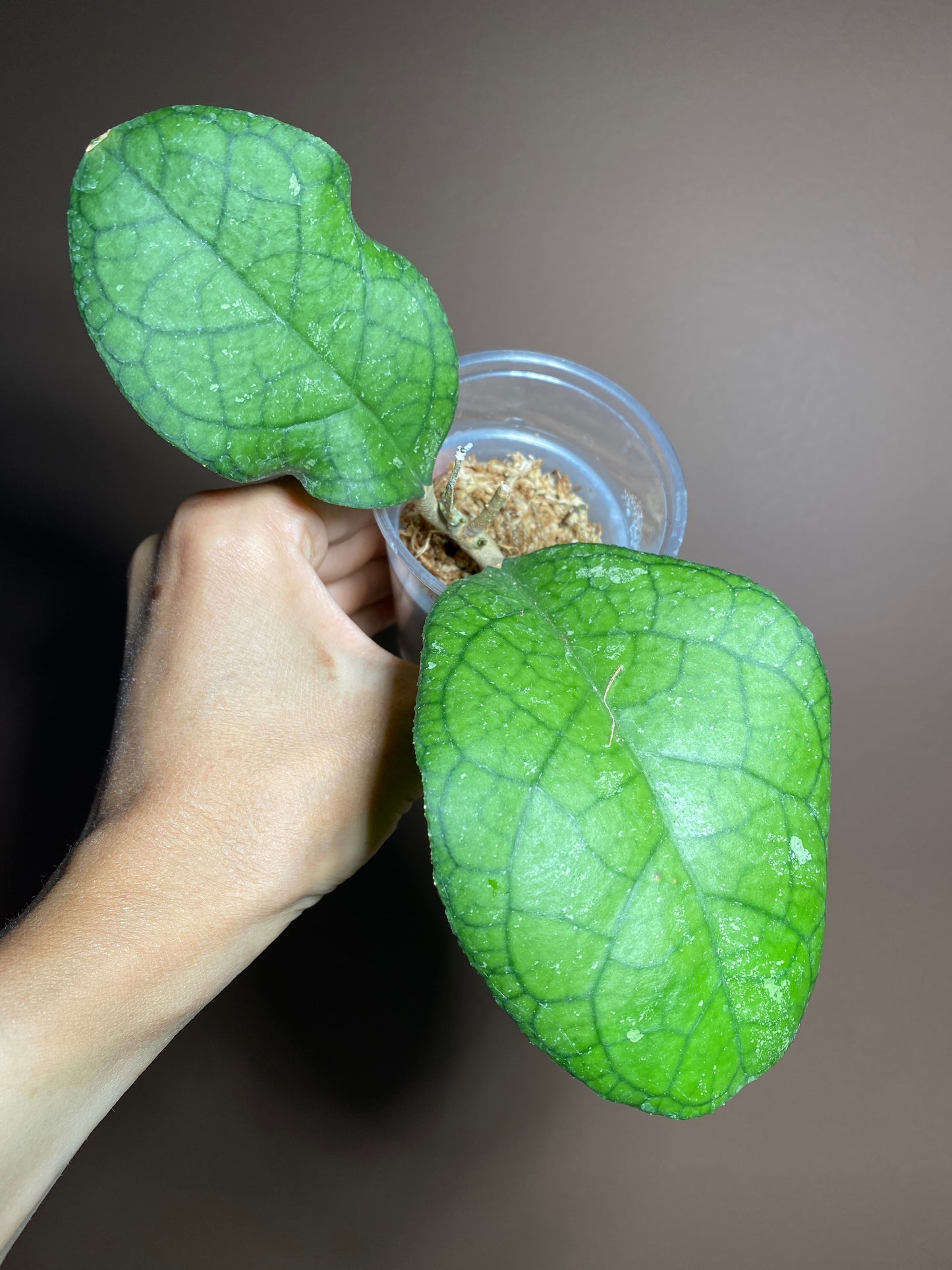 Hoya Tanggamus Round leaf