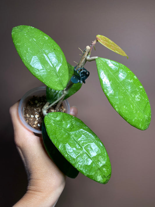 Hoya RHM 14-1