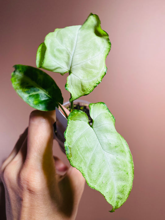 Syngonium Majesty