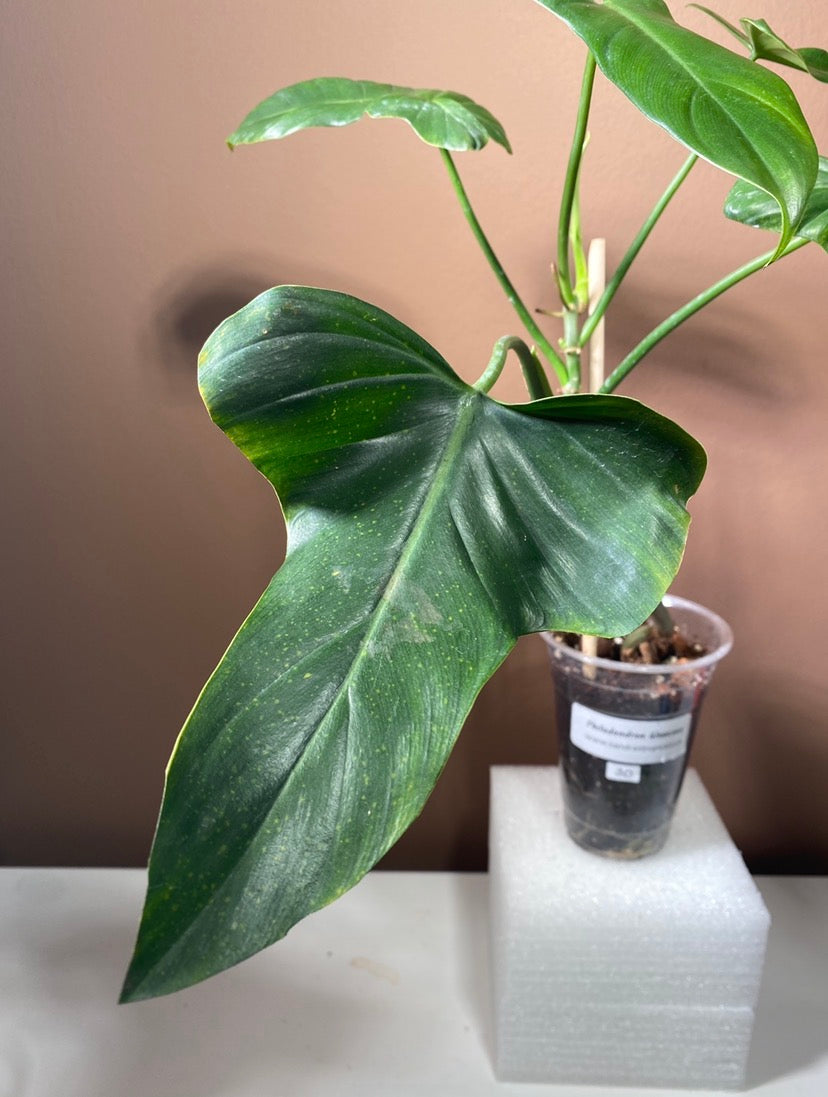 Philodendron Glaucous