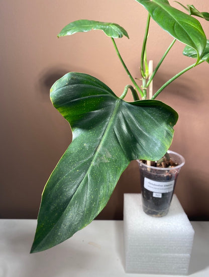 Philodendron Glaucous