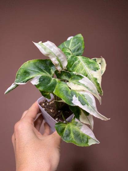Syngonium T25