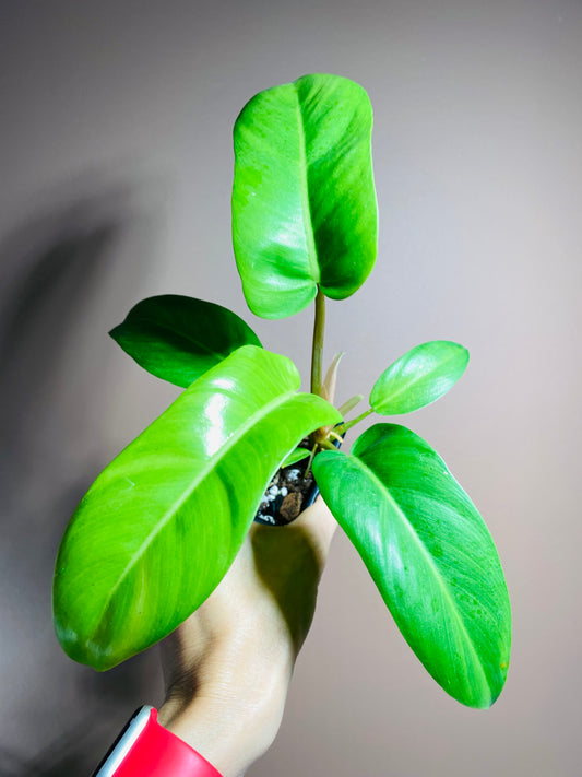 Philodendron Florida Ghost X Black Cardinal