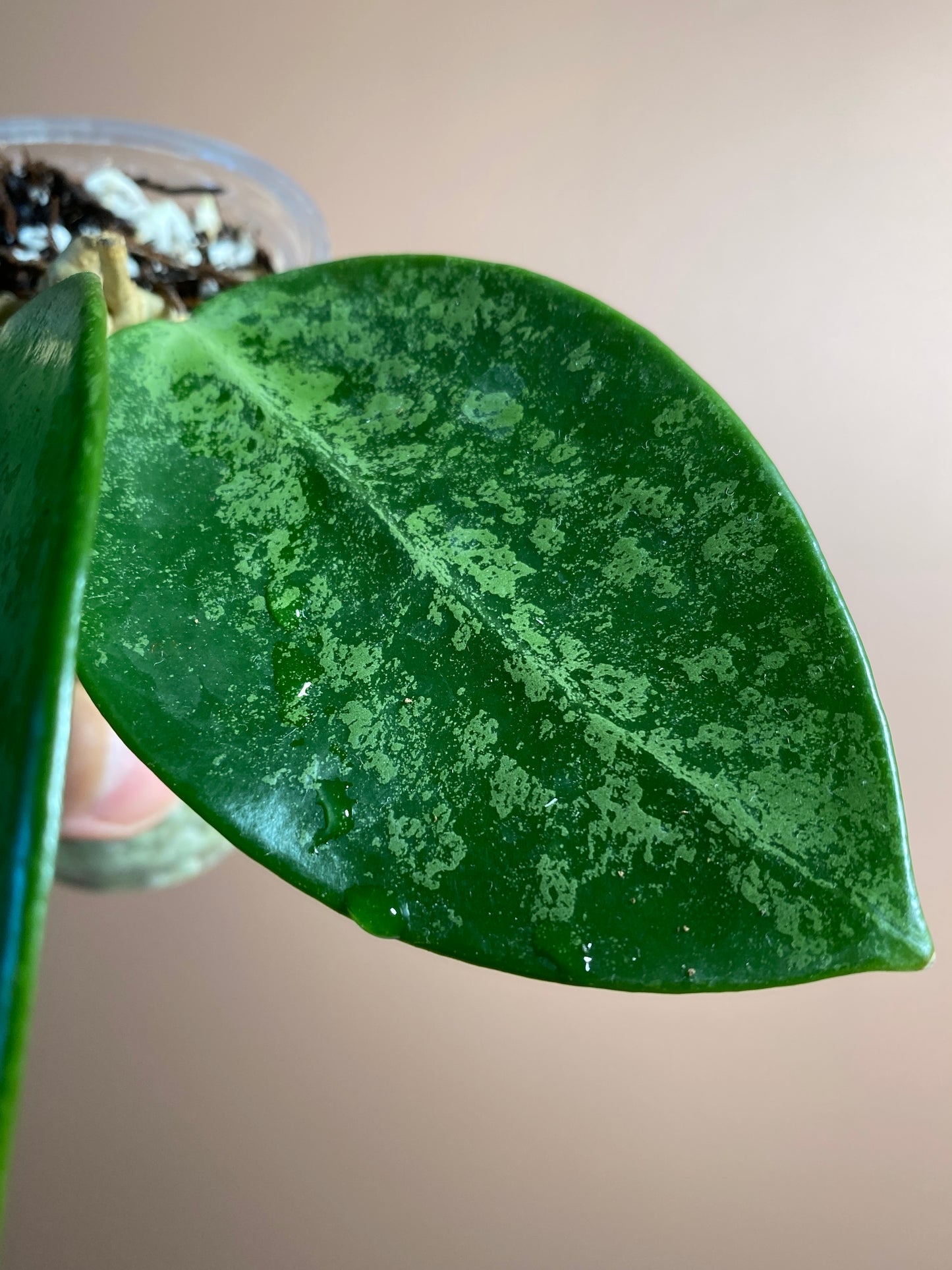 Hoya Rime Splash