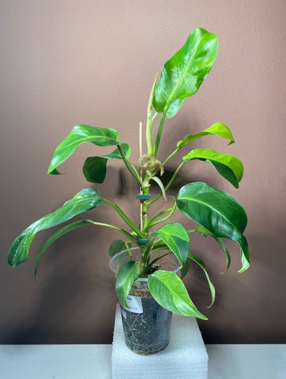 Philodendron Thai Sunrise