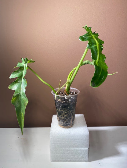 Philodendron Bob Cee Variegated reverted
