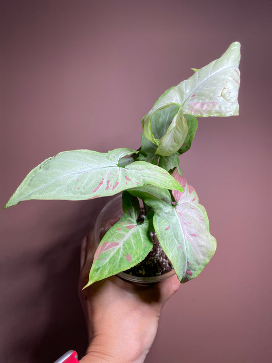 Syngonium Pink Salmon