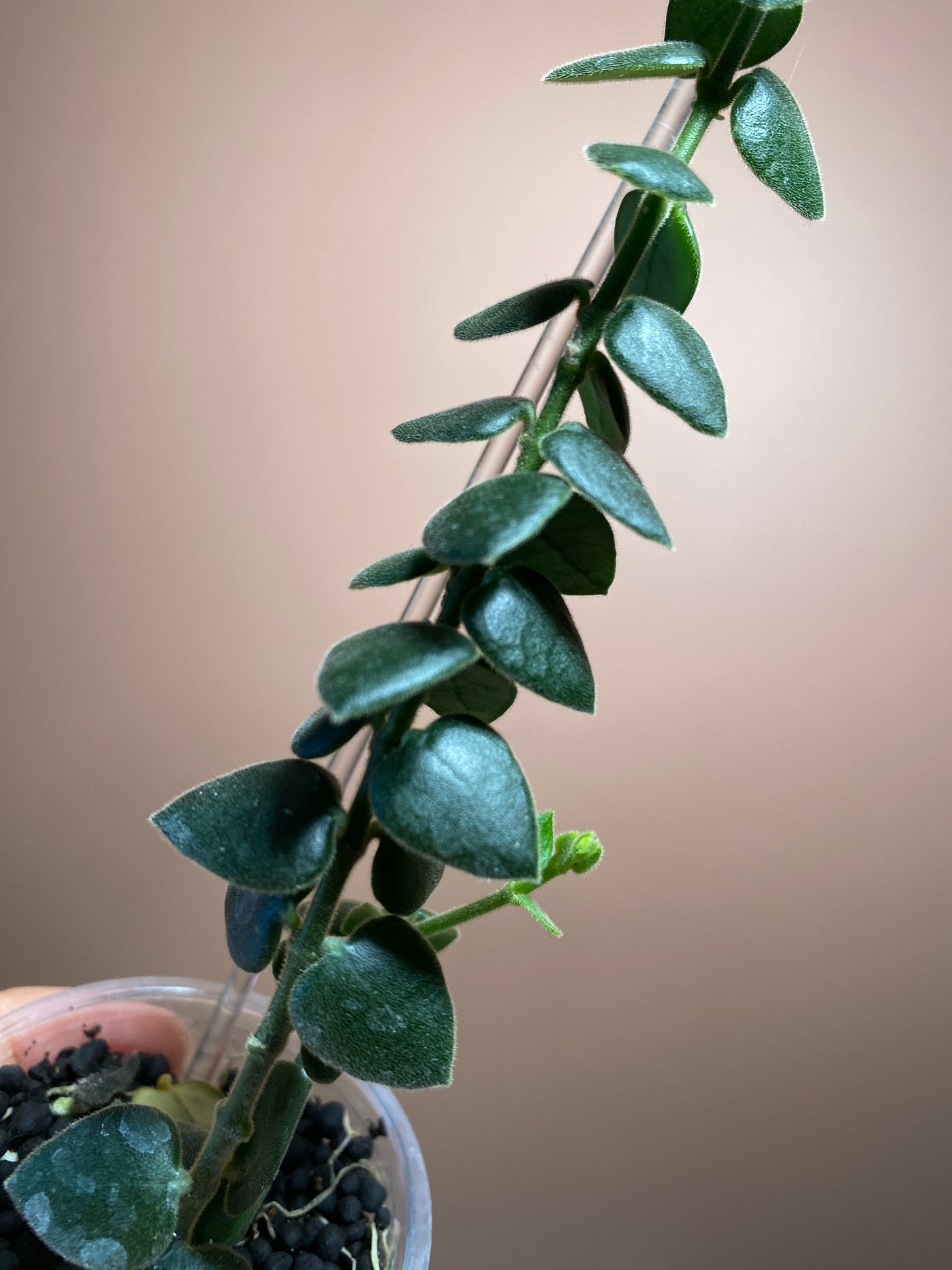 Hoya Chinghungensis