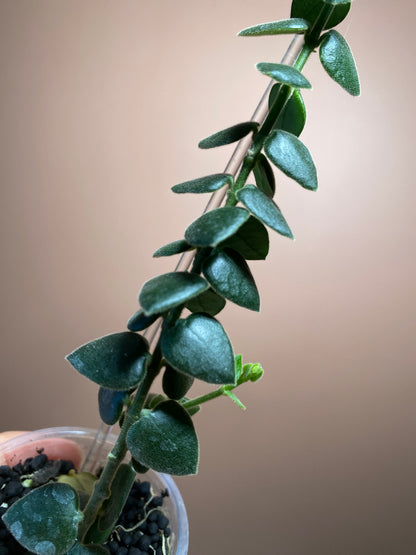 Hoya Chinghungensis