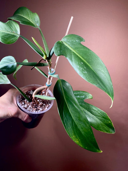 Philodendron Panduriforme