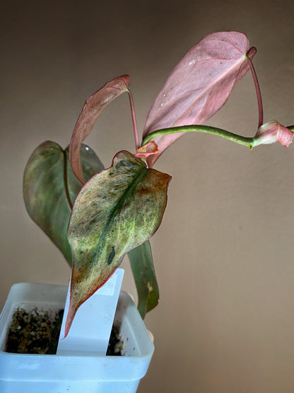 Philodendron Micans Mint Variegated