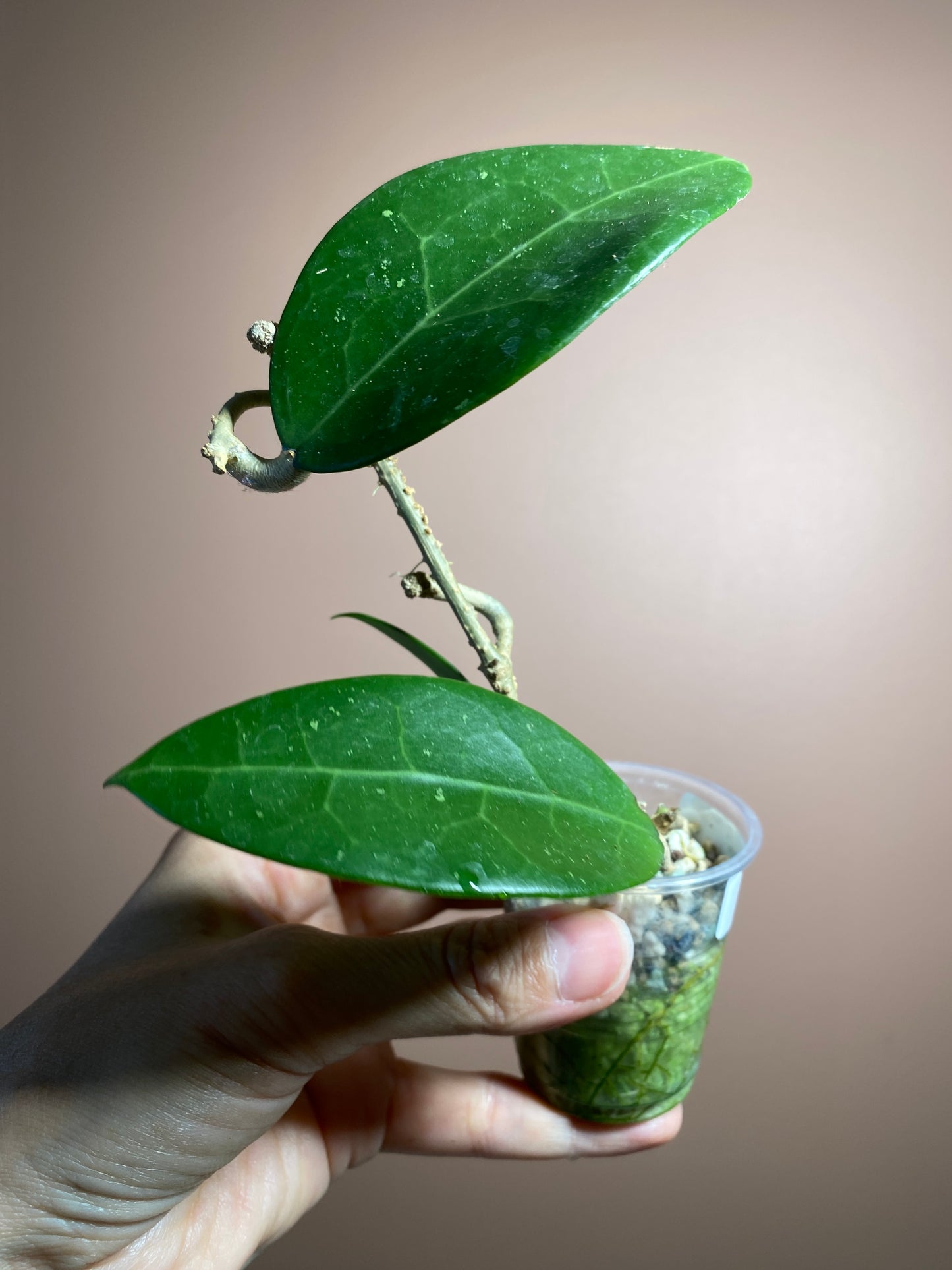 Hoya Patricia