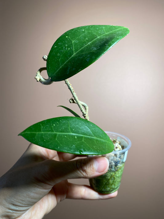 Hoya Patricia