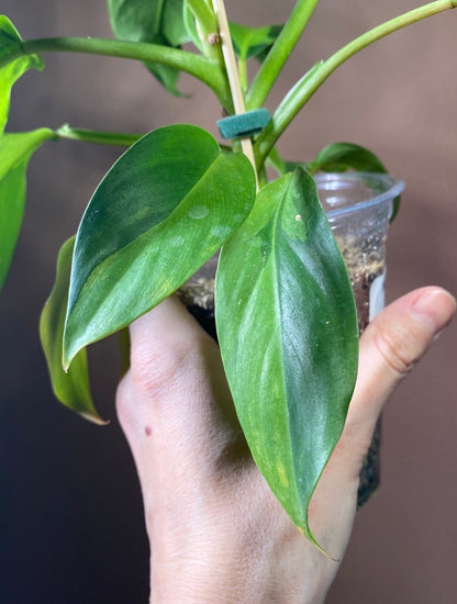 Philodendron Thai Sunrise