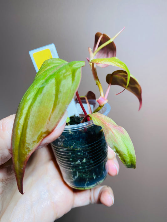 Philodendron Micans Mint Variegated