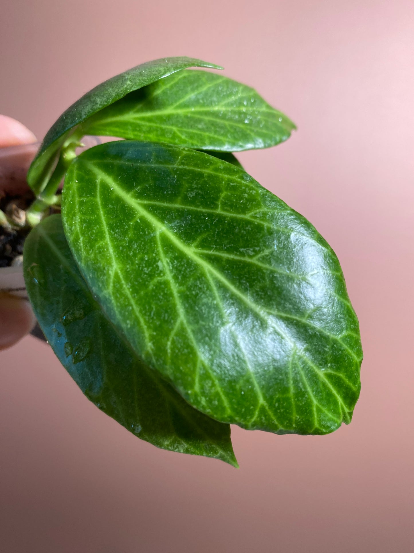 Hoya Obscura Silver