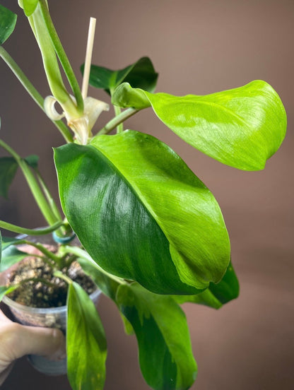 Philodendron Thai Sunrise