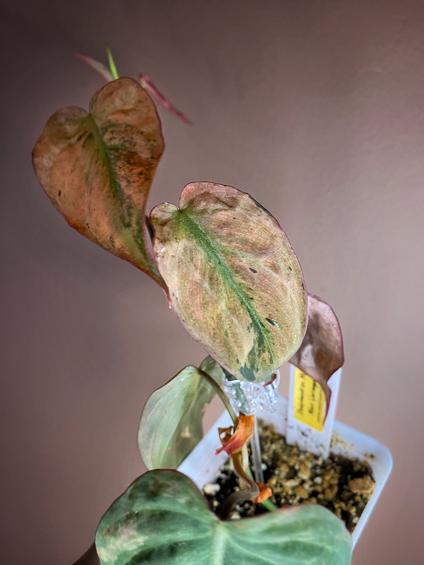 Philodendron Micans Mint Variegated