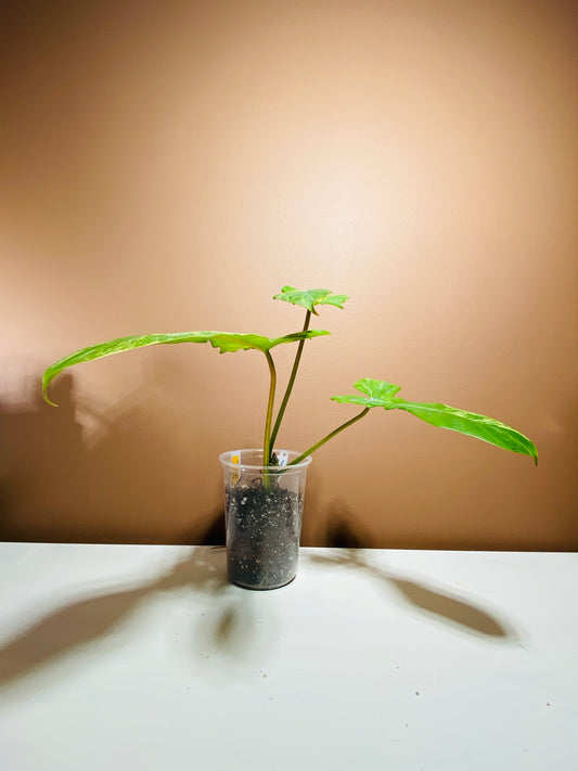 Philodendron Florida Beauty x Mayoi