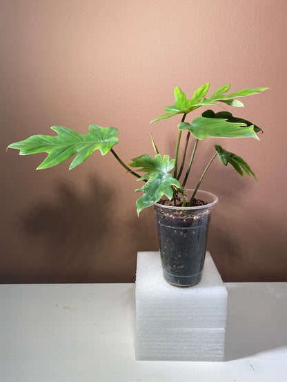 Philodendron Mayoi