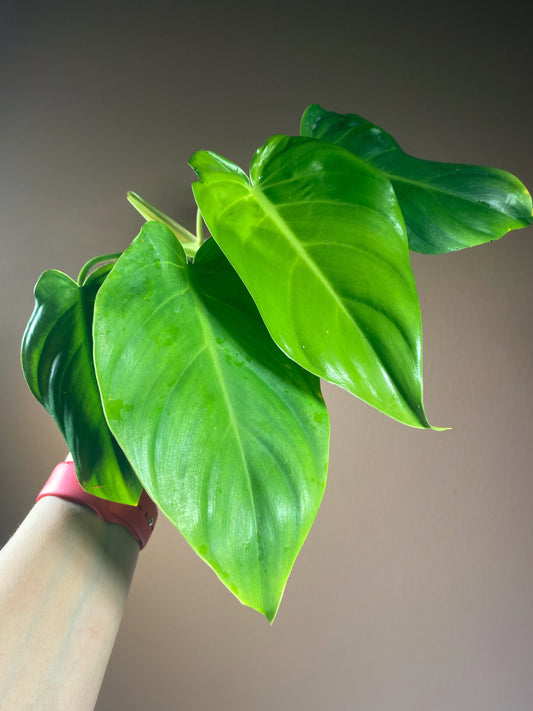 Philodendron Green Congo X Plowmanii (Green Stem)