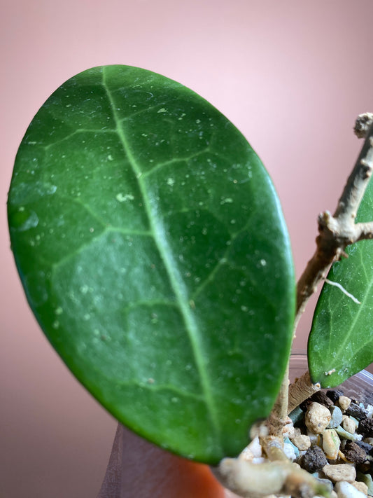 Hoya Patricia