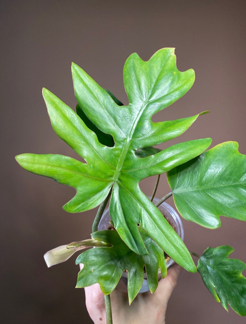 あ*お様 tropical  2ED Tropical plants by seeds | W.H. Perron