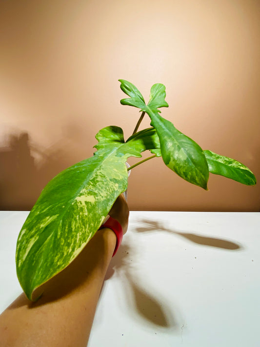 Philodendron Florida Beauty x Mayoi