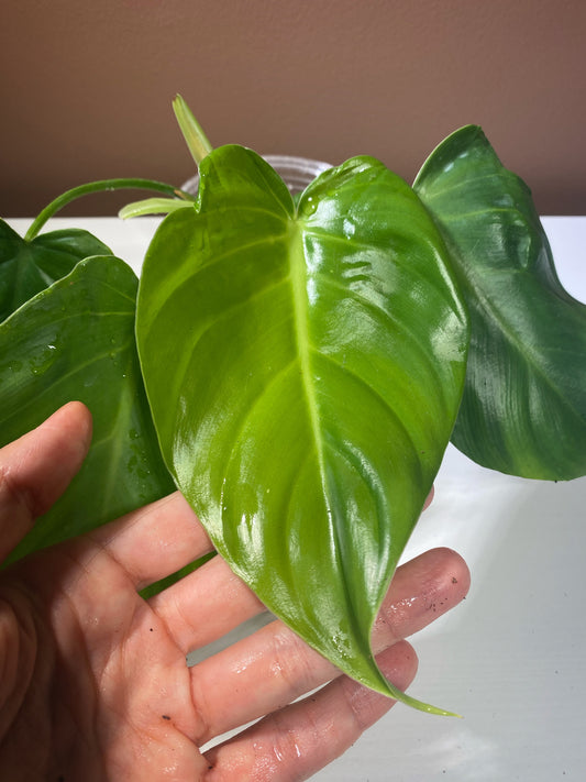 Philodendron Green Congo X Plowmanii (Green Stem)